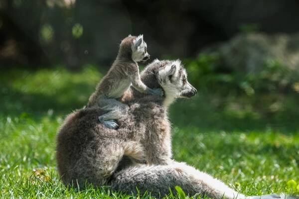 Lemur Kata Mládě - Fotografie zdarma na Pixabay