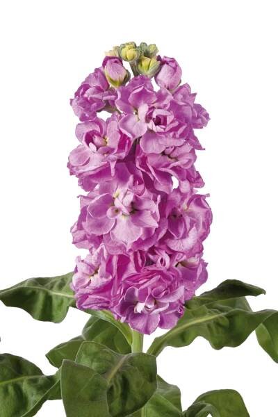 Matthiola incana - Centum - Deep Rose