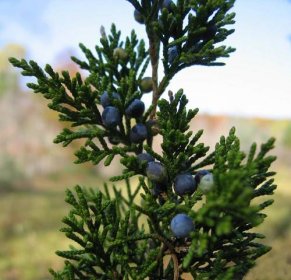jalovec virginský - Juniperus virginiana