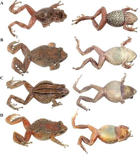 Systematics of Huicundomantis, a new subgenus of Pristimantis (Anura, Strabomantidae) with extraordinary cryptic diversity and eleven new species