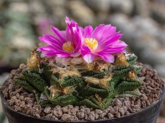 Ariocarpus fissuratus var. hintonii PP 352 El Herrero, SLP - 10 seeds