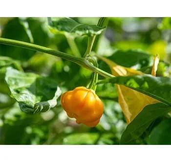 Chilli papričky Kultivar: Habanero