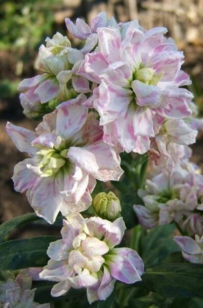 Soubor:2006-11-16Matthiola08.jpg
