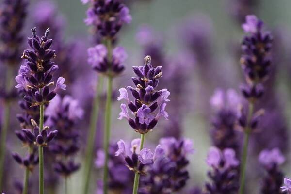 Lavender 3479492 1920