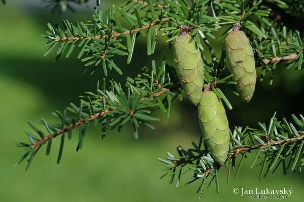 Jedlovec Mertensův (Tsuga mertensiana)