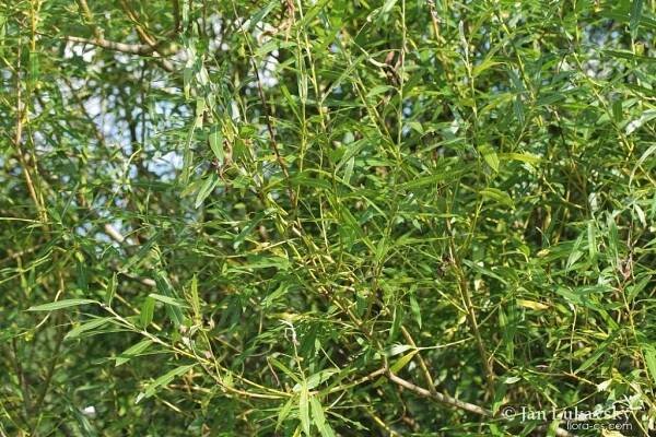 Vrba košíkářská (Salix viminalis)