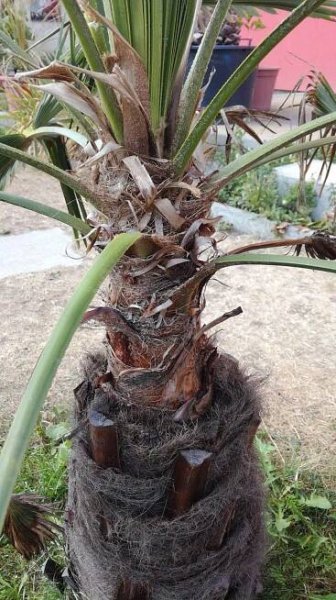 4. Trachycarpus fortunei – mrazová odolnost různých částí palmy – Tropik.cz