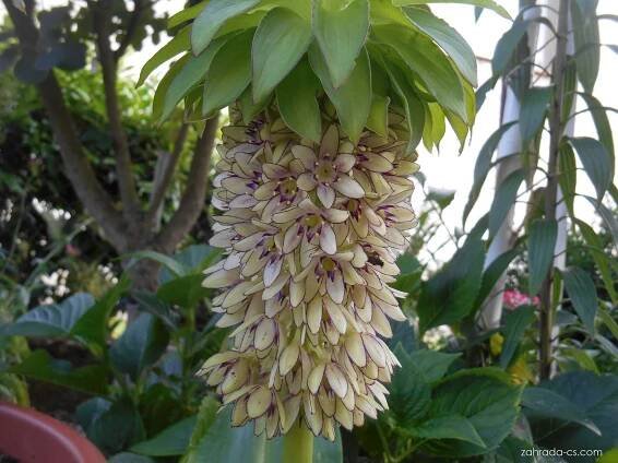 Chocholatice (Eucomis)