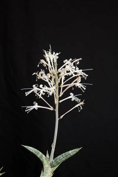 S. sp. from Antananarivo, Madagascar – International Sansevieria Society