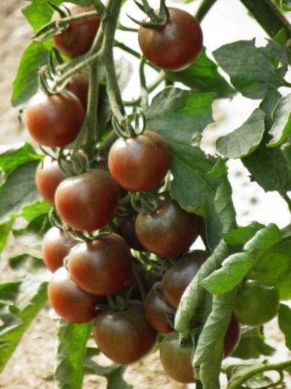 35 semen Black Cherry Tomato Seeds - setí zeleniny zeleninová zahrada - reprodukovatelná selská semena - Semiwild
