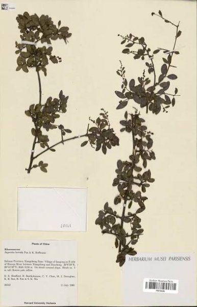 Sageretia horrida