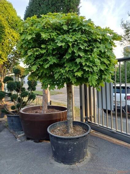 Norway maple "Globosum" | Vrtni center MOGA