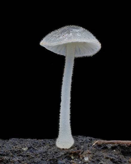 Photo of the Day: Magical mini mushroom spotted in Taipei | Taiwan News | Mar. 14, 2023 13:00