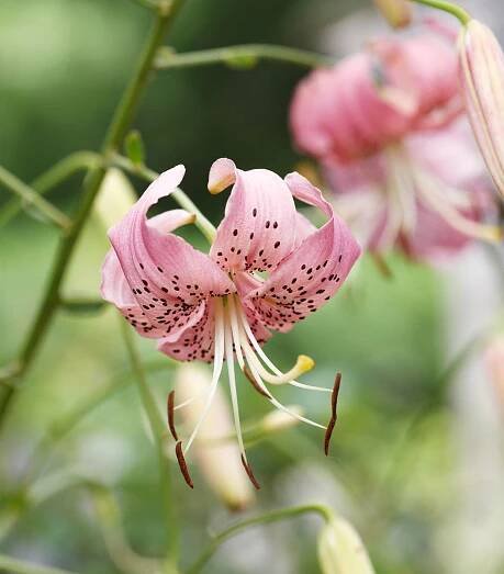 'Satin Slippers' Asiatic lily