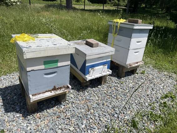 hives