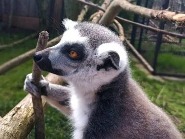 lemur Eliška – Zvířátkov
