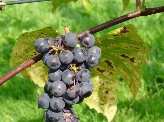 vitis_rembrandt_vitis_vinifera_rembrandt_blauwe_druif_struik_in_container_hires