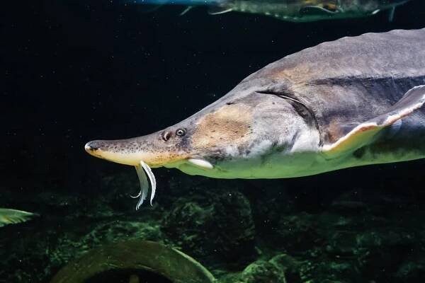 velké ryby beluga kaluga plavou pod vodou - pod of whales - stock snímky, obrázky a fotky