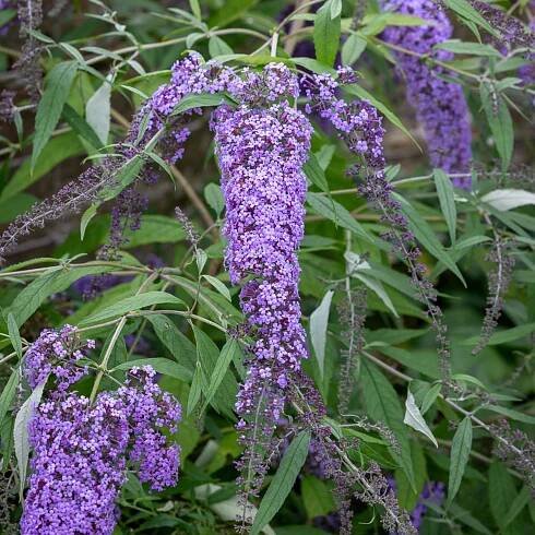 Buddleja davidii 'Wisteria Lane'