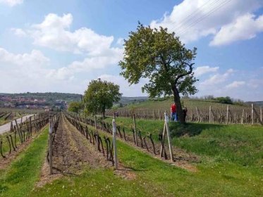 Rozhledna Slunečná nad vinařským krajem - Velké Pavlovice, Jižní Morava | Regiontourist.cz