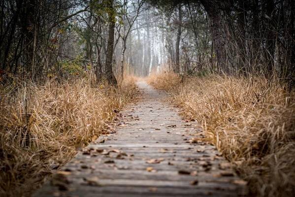 Cesta Stromy Tráva Sušená - Fotografie zdarma na Pixabay
