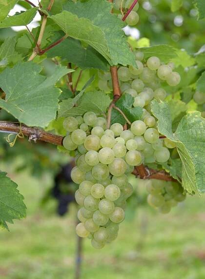 Gouais blanc