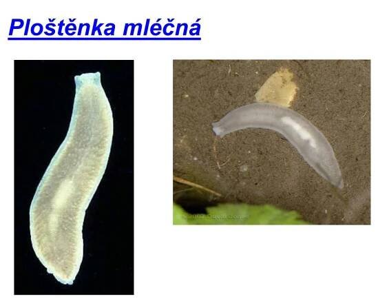 PPT - Kmen: Ploštěnci PowerPoint Presentation, free download - ID:3916837
