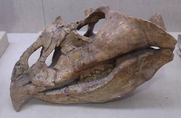 Protoceratopsidae – Wikipedie