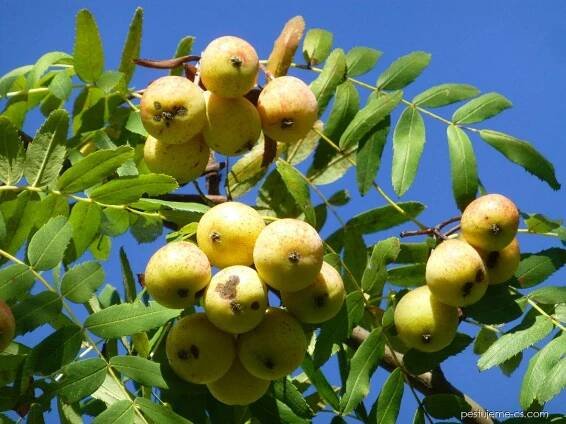 Jeřáb oskeruše - Sorbus domestica var. pyriformis