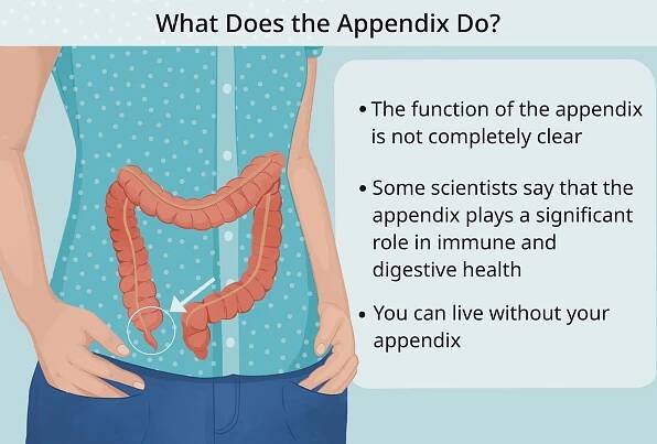 An illustration with information about "What Does the Appendix Do?"
