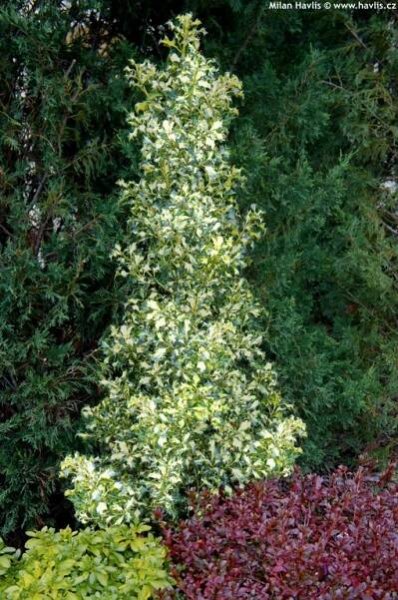 Rostliny: Ilex aquifolium 'Silver Milkboy' - cesmína ostrolistá