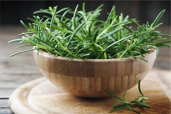 Rozmarýn (latinsky Rosmarinus officinalis) - ČasNaZdraví.cz