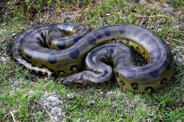 zelená anaconda, eunectes murinus, los lianos ve venezuele - anakonda - stock snímky, obrázky a fotky