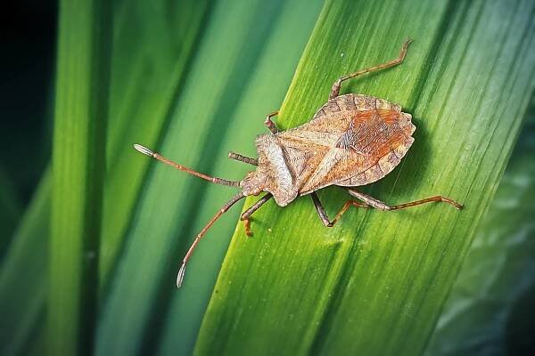 coreus marginatus dock bug hmyz - kněžice mramorovaná hmyz - stock snímky, obrázky a fotky
