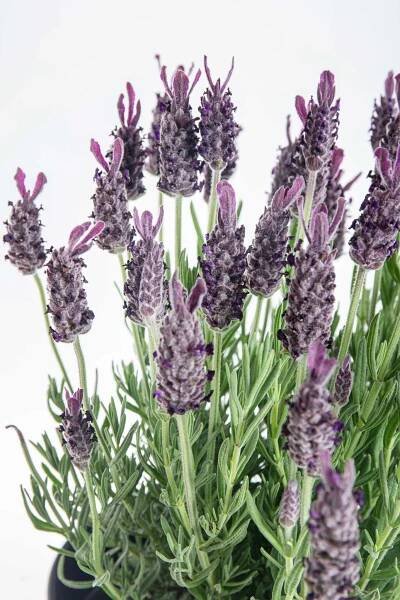 Levandule smilovitá, Lavandula stoechas Anouk, průměr květináče 17 cm-10225