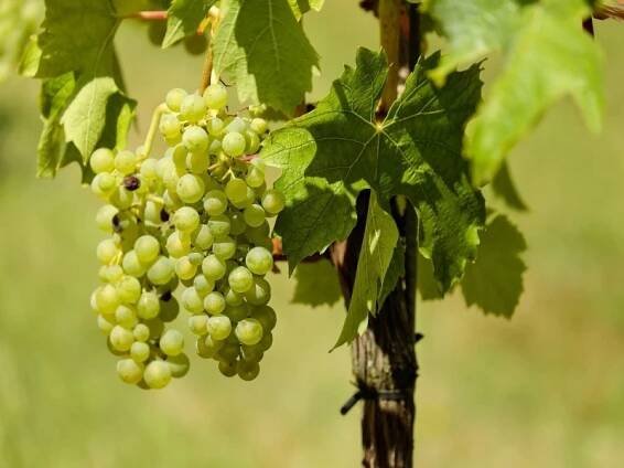 Vinná réva 'Hibernal' MRAZUVZDORNÁ BOHATÁ ÚRODA sazenice 0,5 l