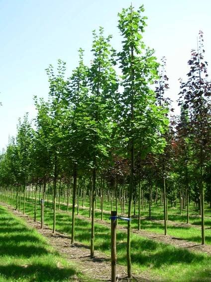 Acer platanoides 'Cleveland' | javor mléč 'Cleveland' - Van den Berk Školky