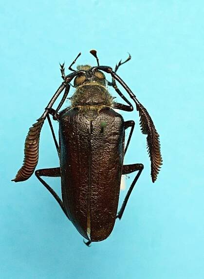 7 - Entomologická