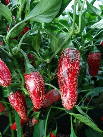 Jalapeno Maylon