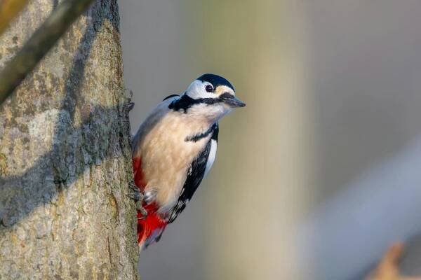 Datel Pták Zvíře Strakapoud - Fotografie zdarma na Pixabay