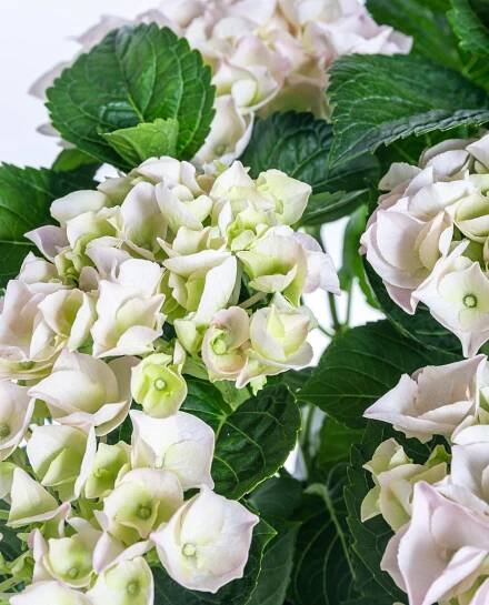 Hortenzie velkolistá, Hydrangea macrophylla, bílá, skladem | ZAZUMi.cz