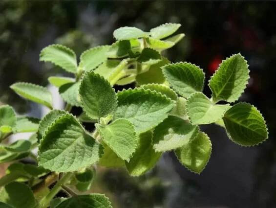 Plectranthus: transplantace, péče, reprodukce, škůdci a choroby, kam umístit a hodnotit v domě, odrůdy a typy