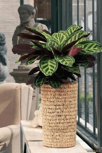 Přísná krása medailonu calathea