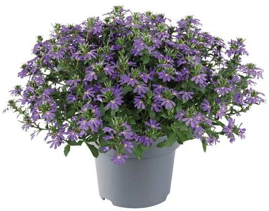 Scaevola Aemula Fancy Violet