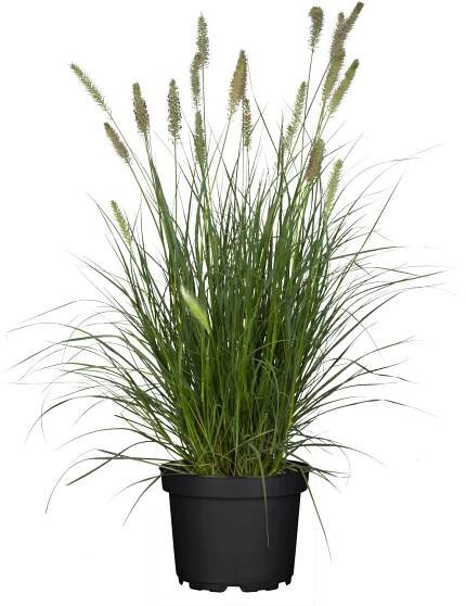 Grow by OBI Dochan psárkovitý Hameln pozdě., pr. kv. 19 cm