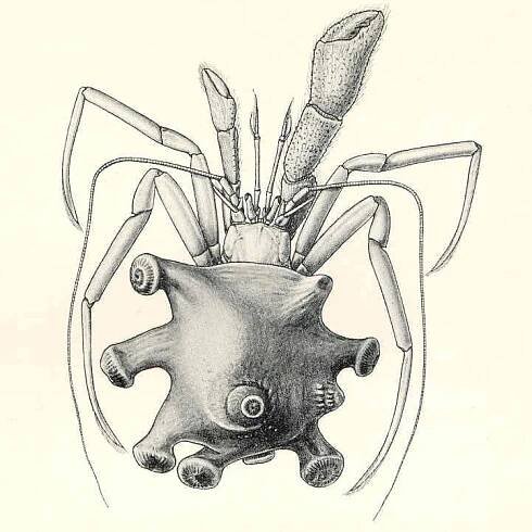 Parapaguridae - Wikipedia