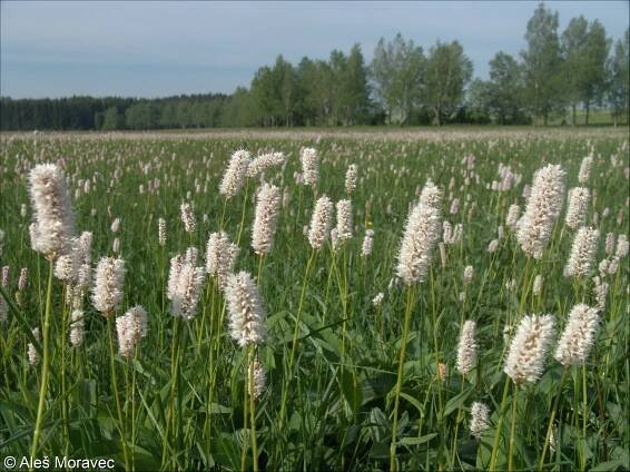 Bistorta officinalis – rdesno hadí kořen