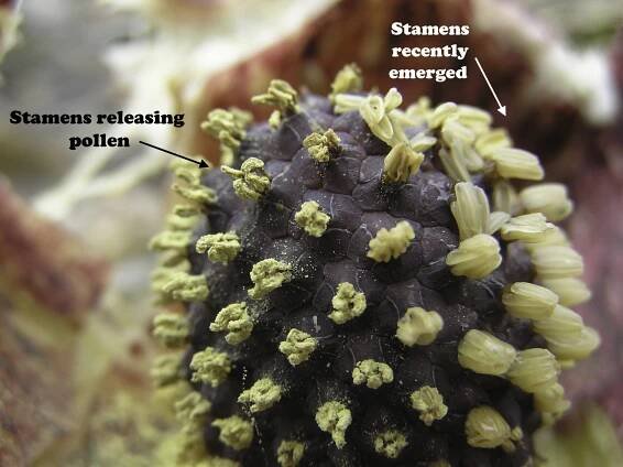 Skunk Cabbage Botany | Northeast School of Botanical Medicine