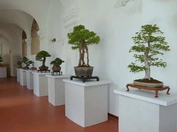 Výstava TB 2018 – TLUSTÁ BÁZE bonsai Jihlava