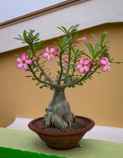 Adenium obesum XXL - KytkaSem